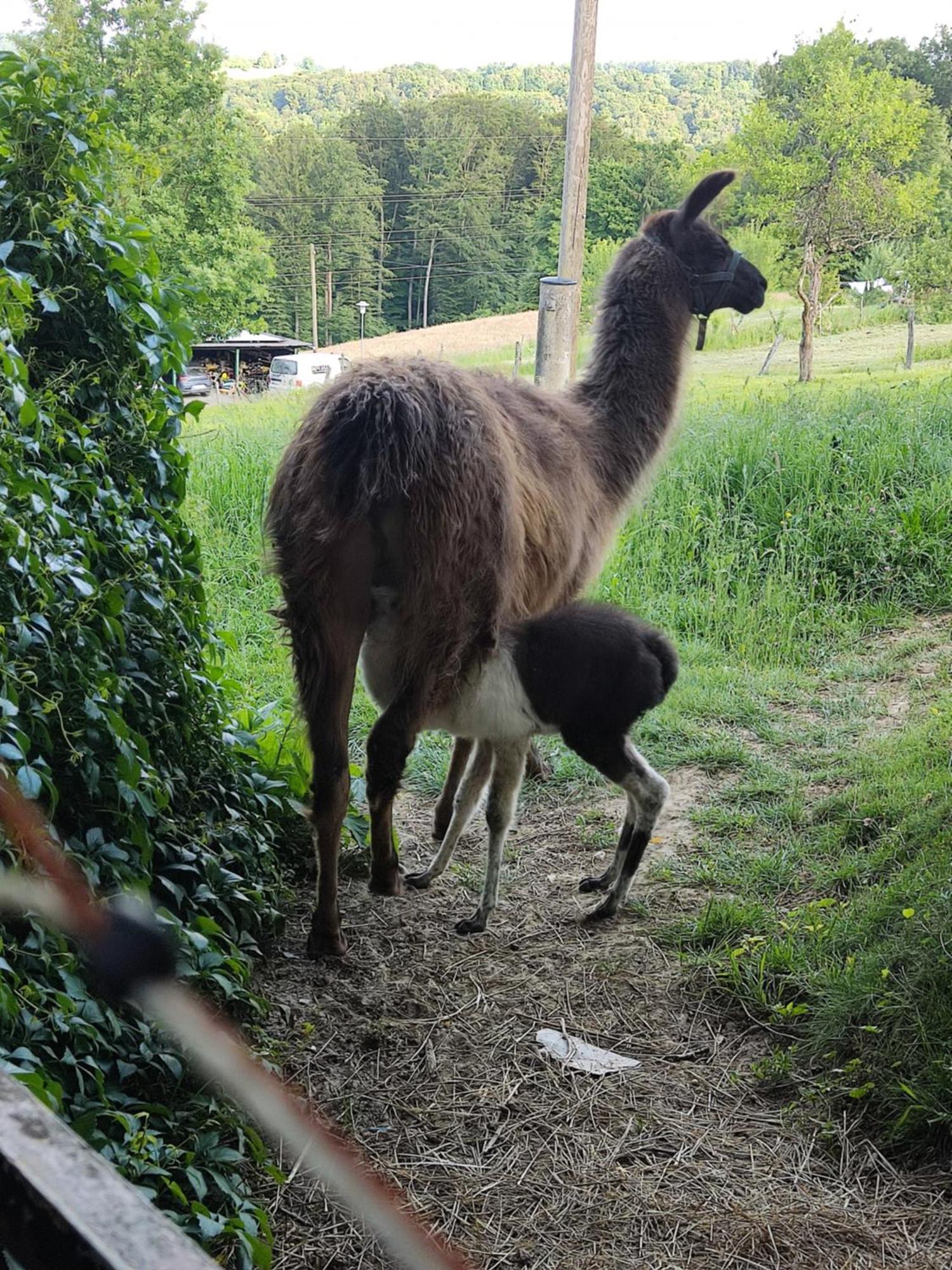 Biohof Koller Villa Weichselbaum Luaran gambar